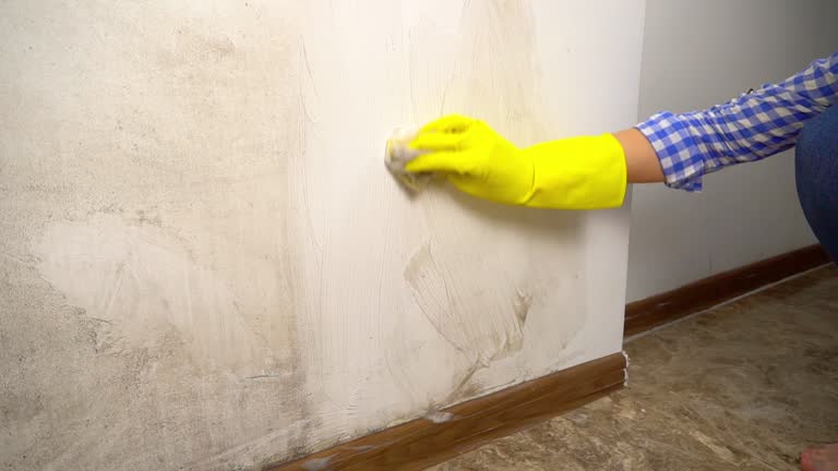 Best Mold Documentation for Insurance Claims  in New Prague, MN